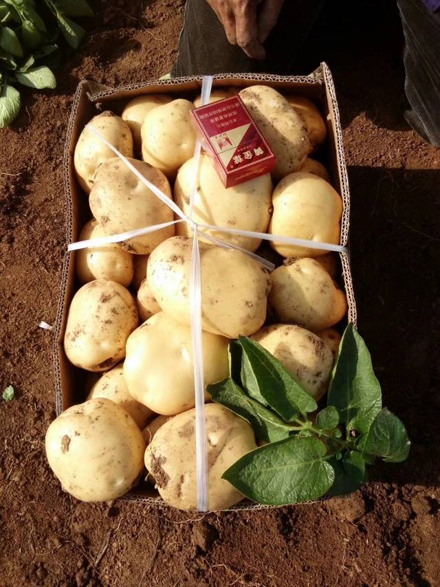 洛阳偃师土豆种植基地5.1土豆就要上市，有需要的请联系。
