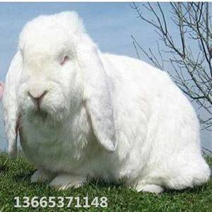 法国公羊兔子价格  法国公羊兔子多少钱一只   联系电话...