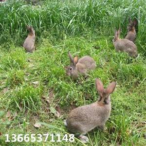 肉兔子价格 肉兔子多少钱一只     联系电话13665371148（微信同号）