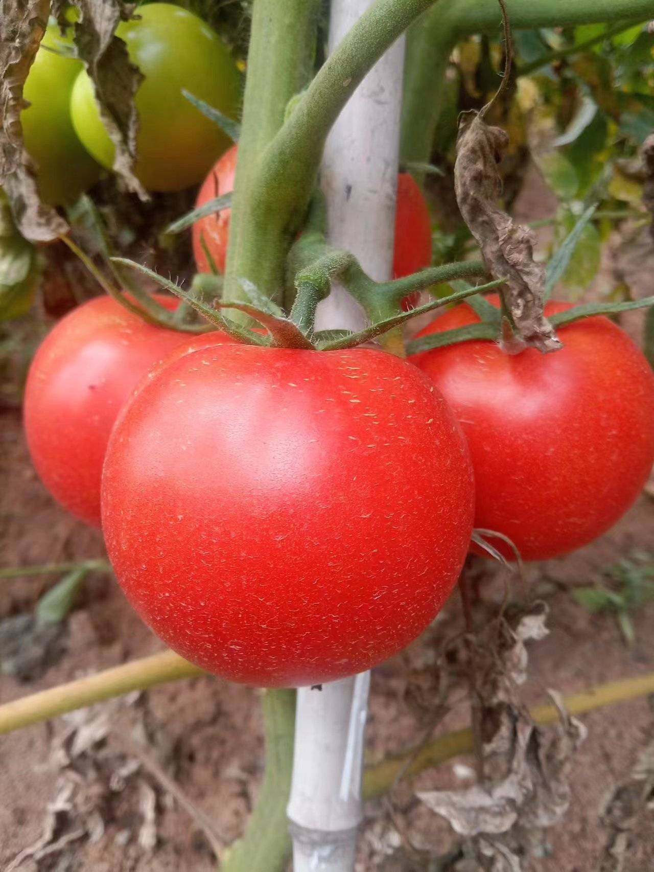 新鲜金霸西红柿10000斤供应，打葱1万斤，有需要...