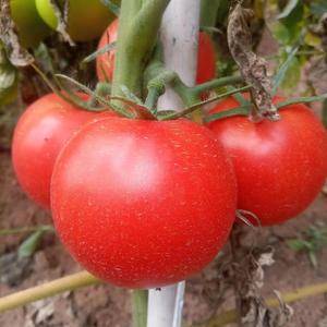 新鲜金霸西红柿10000斤供应，打葱1万斤，有需要批发的老板速联系。