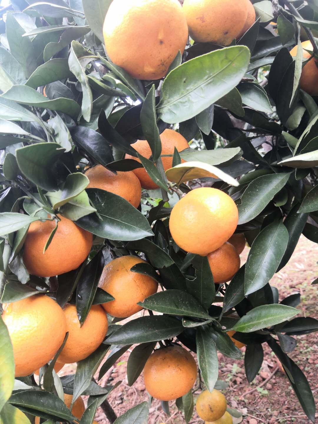 湖南邵阳大量柑橘供应，自家果园以及其他乡亲们种植的...