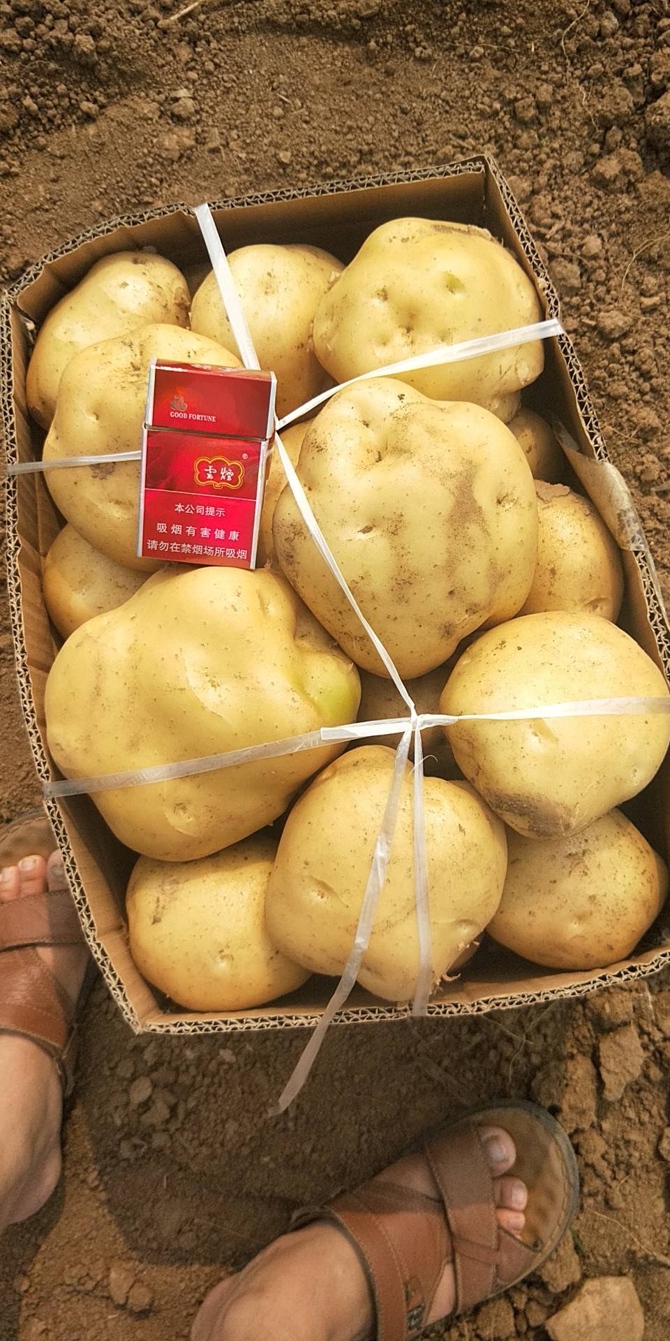 洛阳偃师土豆种植基地5.1土豆就要上市，有需要的请...
