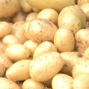 供应张北坝上地区一代薯，原原种，微型薯，咨询电话17736368130