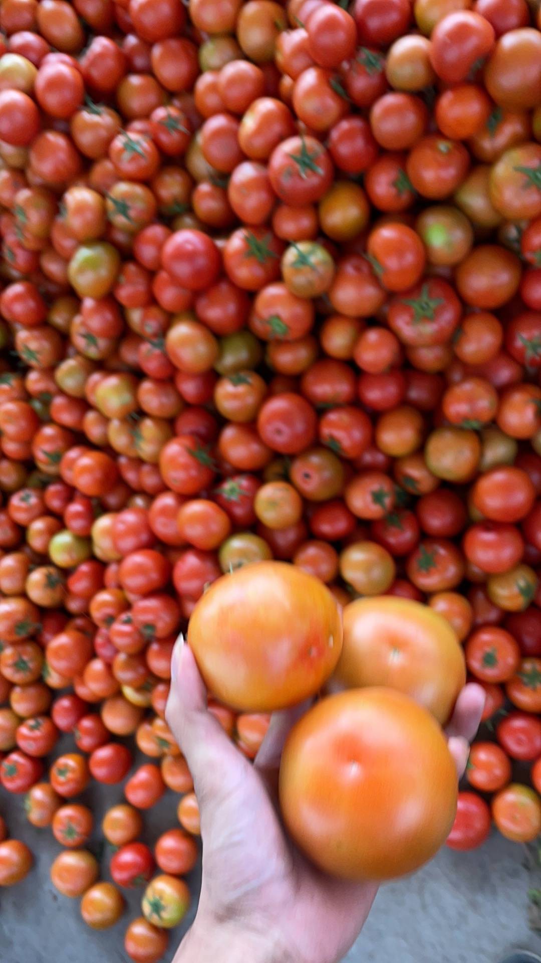 精品西红柿果型好硬度够亮度好圆润，每天货量大，可以...