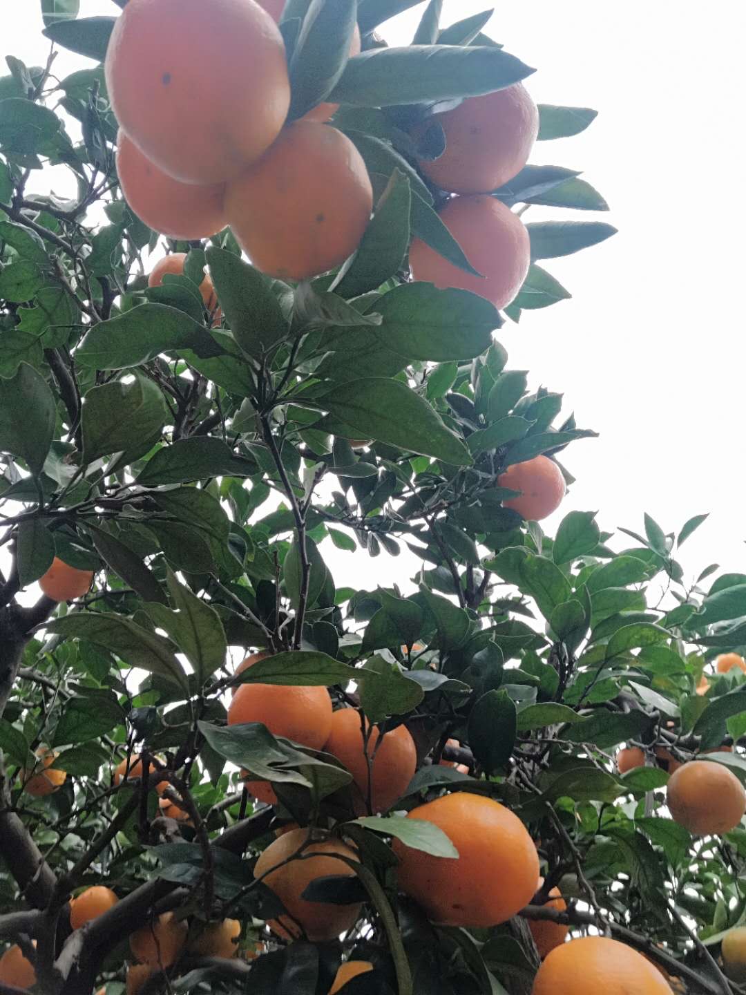 湖南邵阳大量柑橘供应，自家果园以及其他乡亲们种植的...