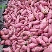 本地万亩红薯，大量现货上市