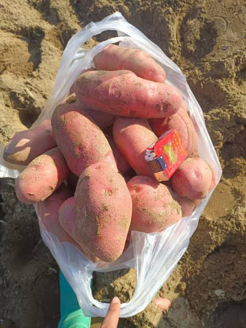 供应：青薯9号、丽薯6号、希森、合作88号等土豆，品种齐全保质保量，欢迎来电咨询。