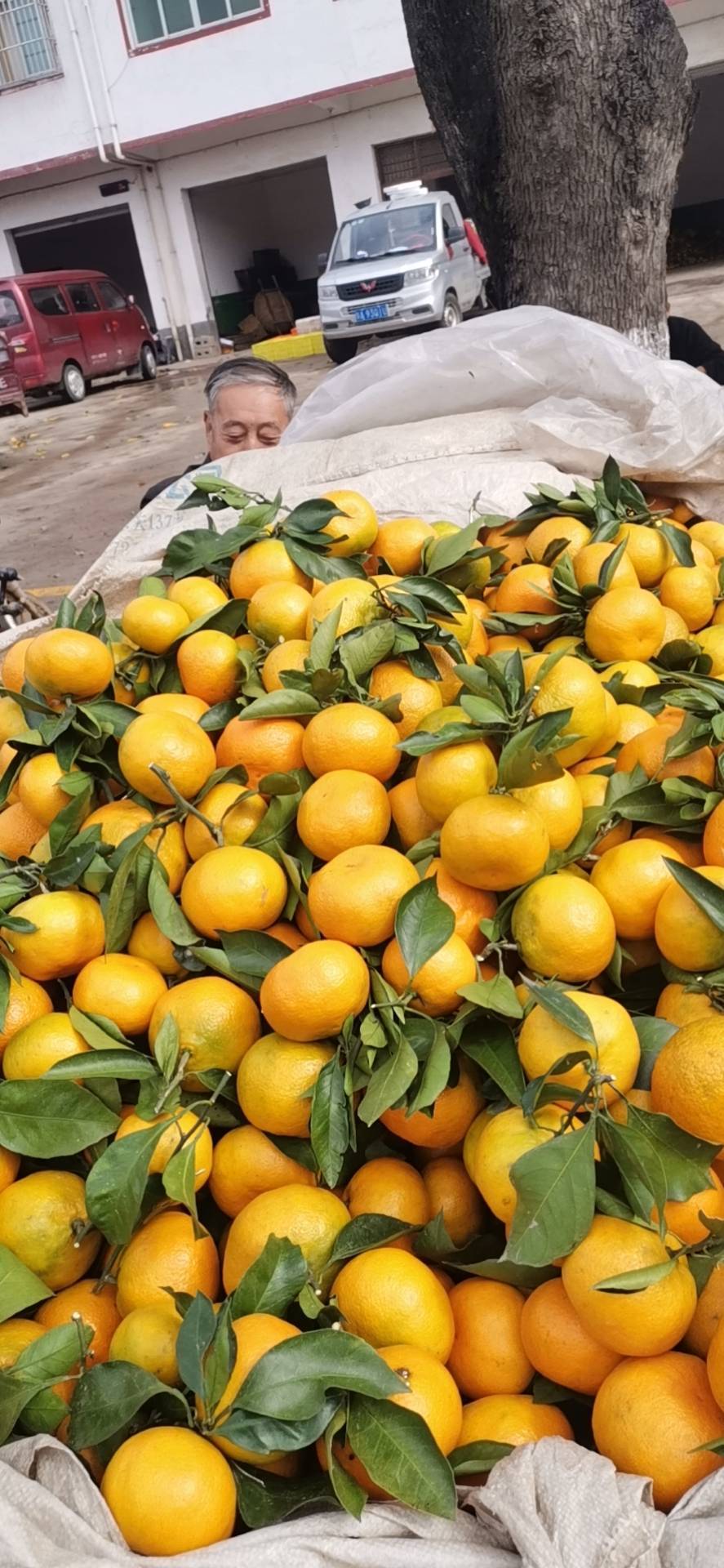 陕西汉中蜜橘大量上市中，皮薄肉厚、细皮、口感超甜、果型漂亮。欢迎全国客商前来采购。