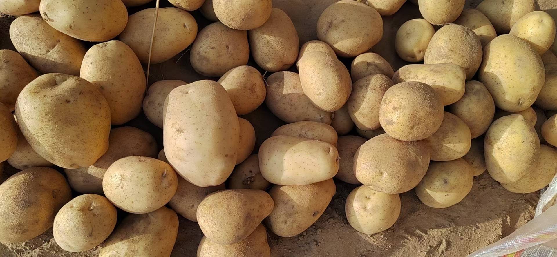 陕北精品沙地土豆  可供应全国各地超市，电商，市场