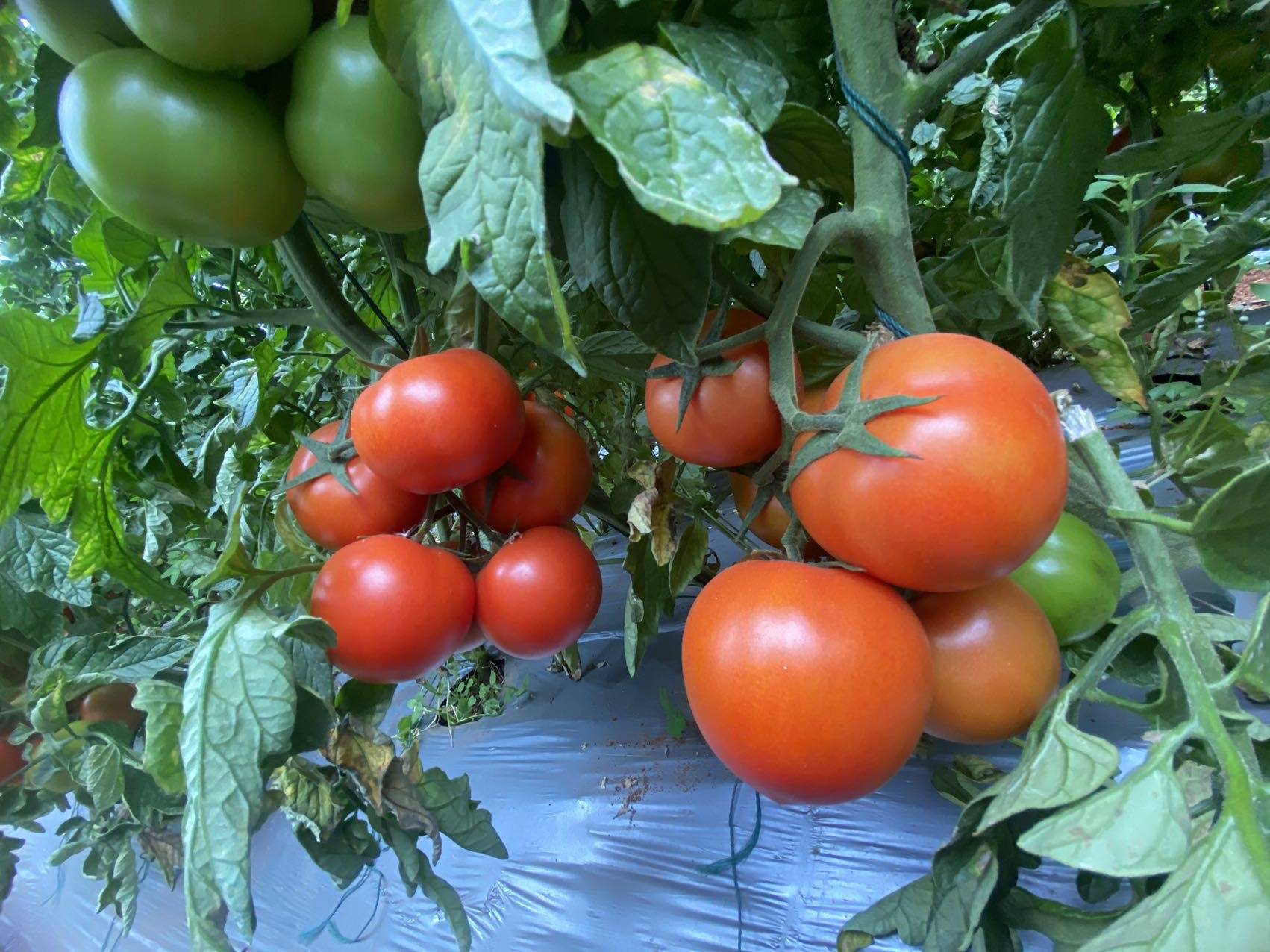 自家基地种植番茄，大红果，大小果均有，价格实惠，品质好，有需要的老板请联系我