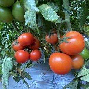 自家基地种植番茄，大红果，大小果均有，价格实惠，品质好，...