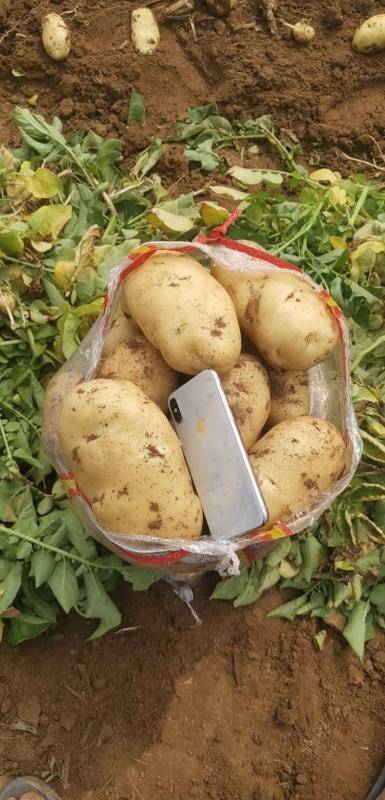 山东土豆批发，量大价格真实，质量好，销往全国各地，...