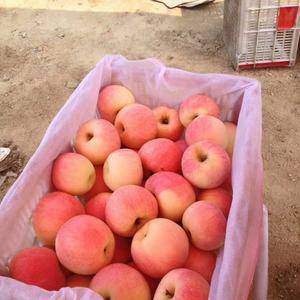山东美八苹果产地，美八苹果大量上市，有美八（膜袋、纸袋）...