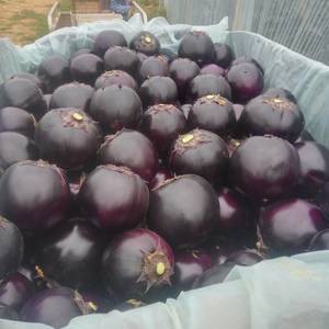 紫光圆茄大量上市中，货次全，一二三级货大量供应，依市论价...