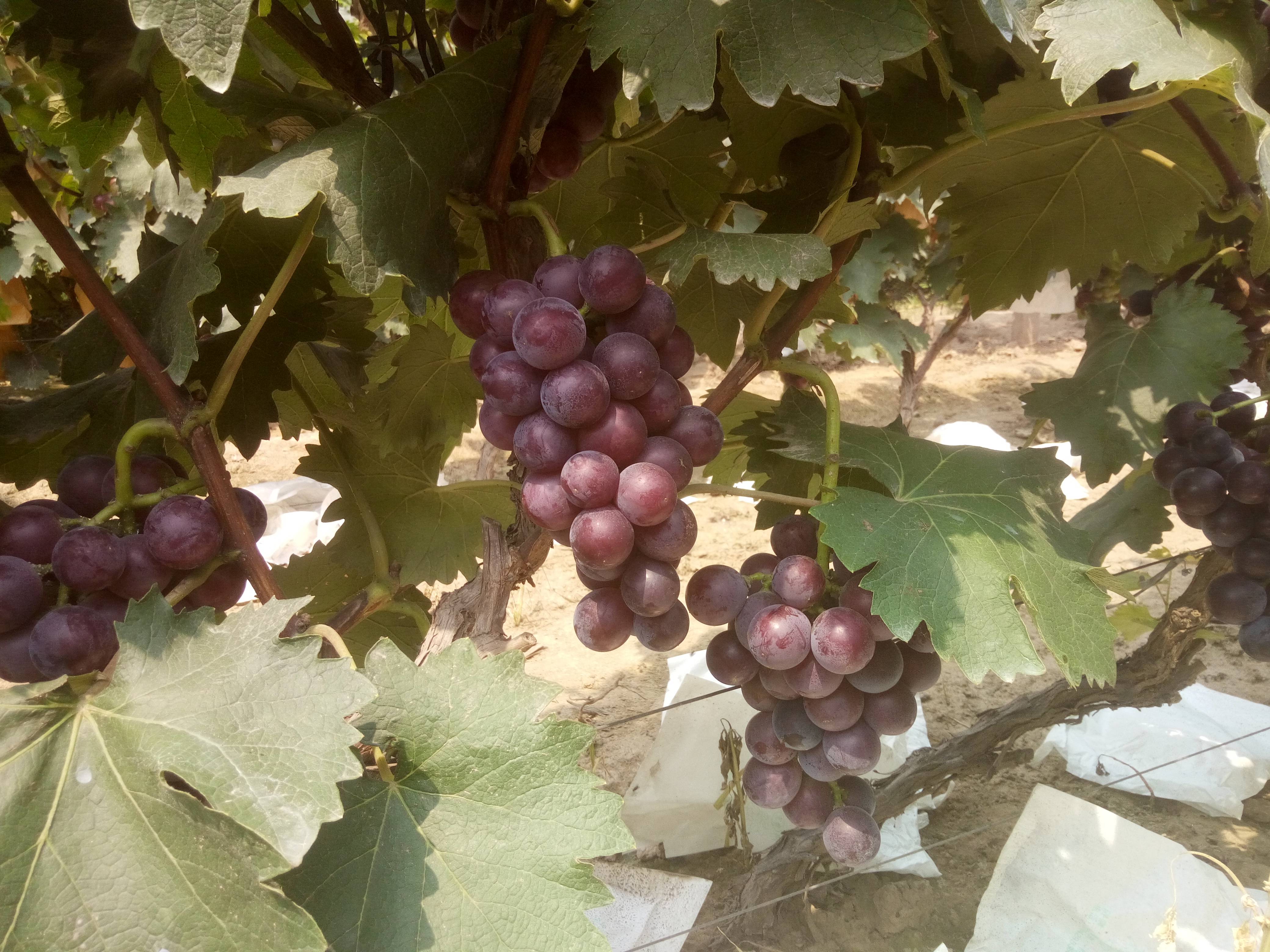 本村种植葡萄1万多亩巨峰葡萄藤稔葡萄8月到10月份...