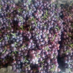 本村种植葡萄1万多亩巨峰葡萄藤稔葡萄8月到10月份上市欢迎新老客户前来选够