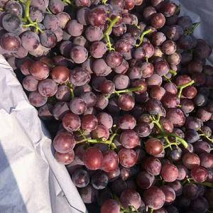 本村种植葡萄1万多亩巨峰葡萄藤稔葡萄8月到10月份上市欢迎新老客户前来选够