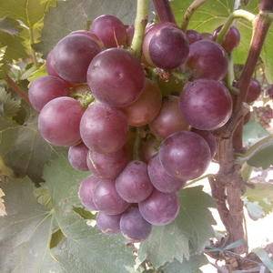 本村种植葡萄1万多亩巨峰葡萄藤稔葡萄8月到10月份上市欢...