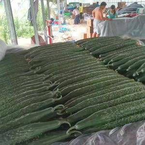 山东省沂南亮条黄瓜大量上市了，今天最好的9毛，一般的袋装...