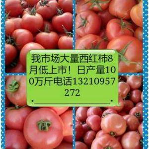 本地大红西红柿9月中旬大量上市，欢迎各界客商前来收购！