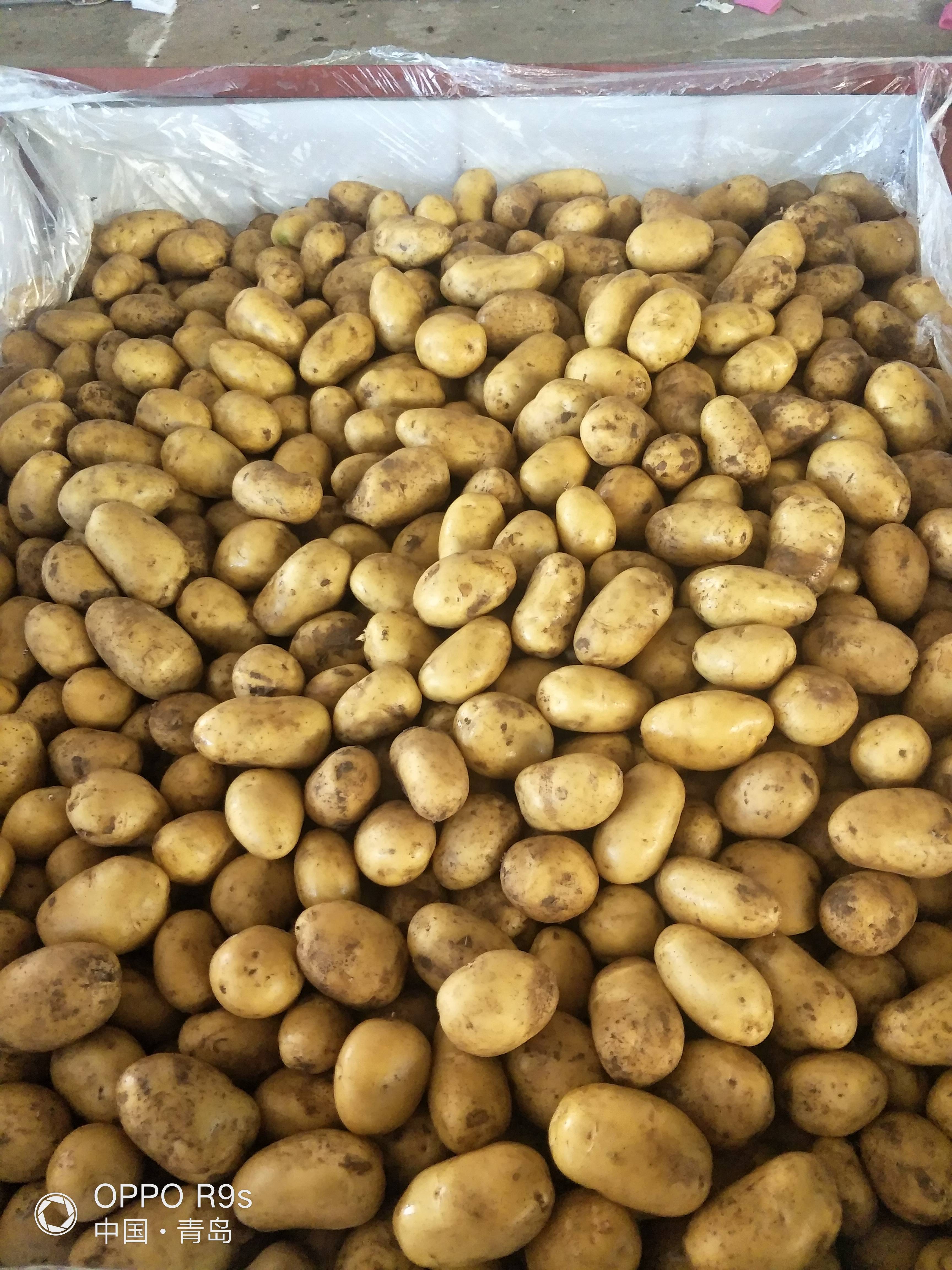 大量供用平度土豆，各种规格2/4 3/6 特大