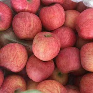 红富士苹果产地大量供应冷库条纹偏红红富士苹果，货源多，看...