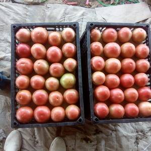 凌海西红柿种植面积大质量好一年四季都有西红柿包装齐全