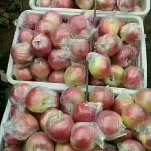 山东美八苹果大量上市，个头大，颜色漂亮，价格便宜