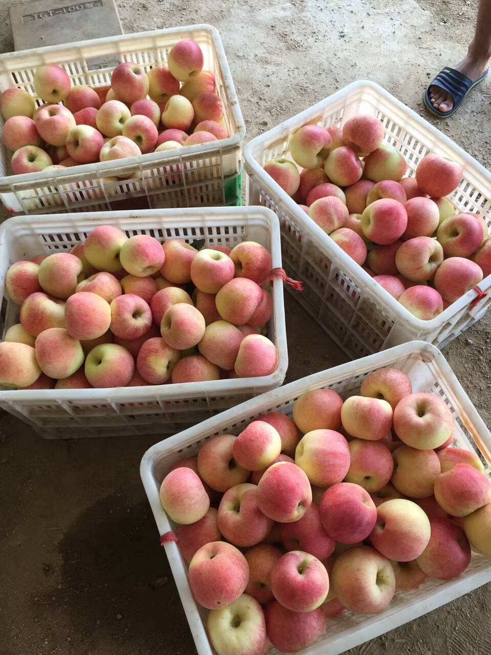 山东省日照市莒县浮来山万亩苹果产地，大量上市，美八苹果，...