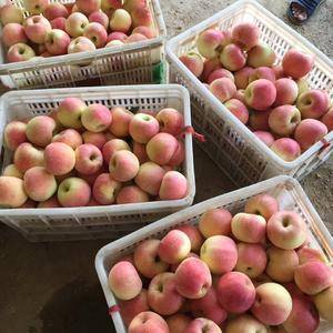 山东省日照市莒县浮来山万亩苹果产地，大量上市，美八苹果，...