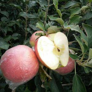 山东苹果产地，现已大量上市，品种齐全，美八，红露，金帅，...