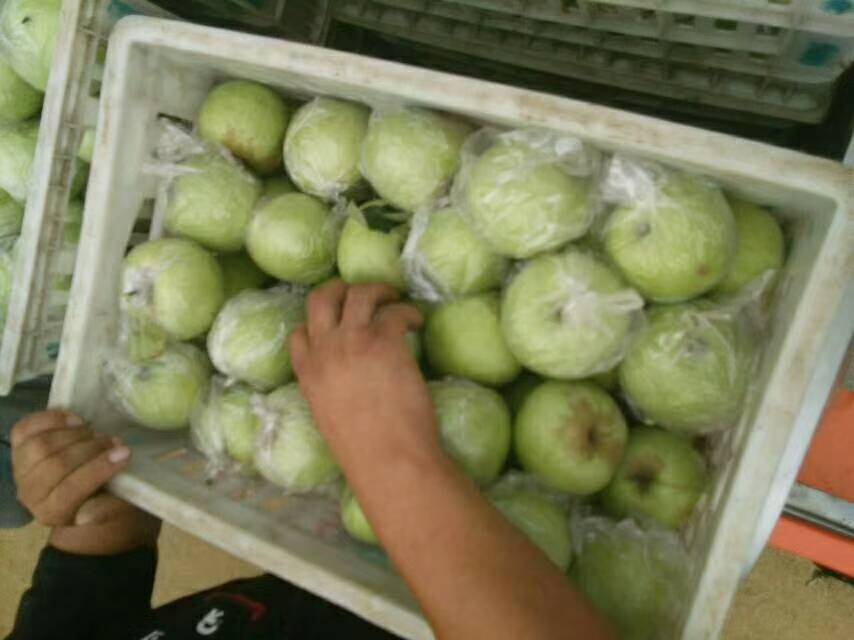 山东沂水县苹果产地，现已大量上市品种齐全，质优价廉，本地...