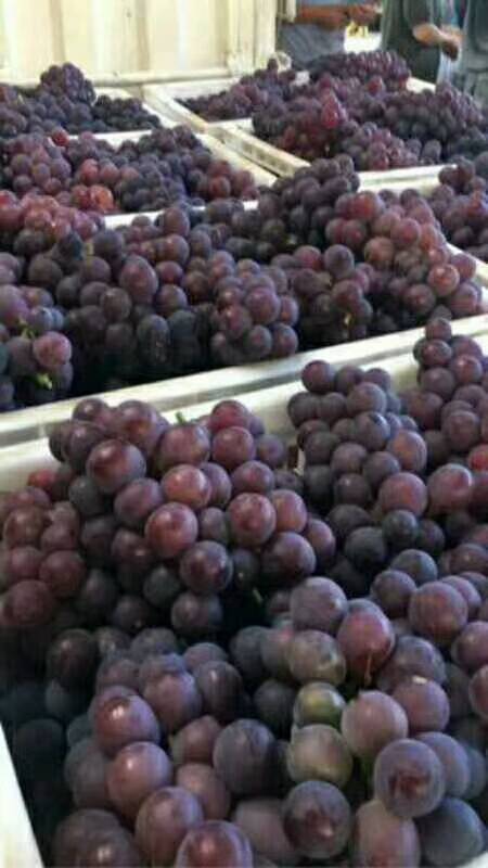 山东葡萄产区，现有巨峰葡萄大量上市，粒大果粉好，穗大，口感非常甜，颜色好，需要的客商联系我
