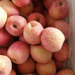 山东库存红富士苹果大量批发，今天平均价格0.7-1.3元...