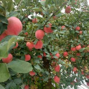山东苹果产地，美八，红露，金帅，苹果园直销，一手货源，本...