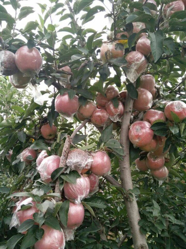 我园远种殖苹果百万亩。现在大量上市。红将军苹果。新红星苹...