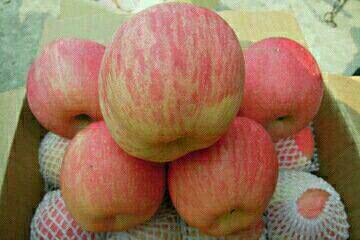 基地大量批发优良苹果。红将军苹果。红星苹果。早熟红富士苹...