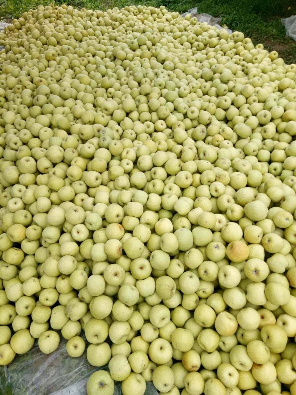 砀山三农果业，砀山酥梨驰名中外，被吉尼斯纪录认定为世界种...