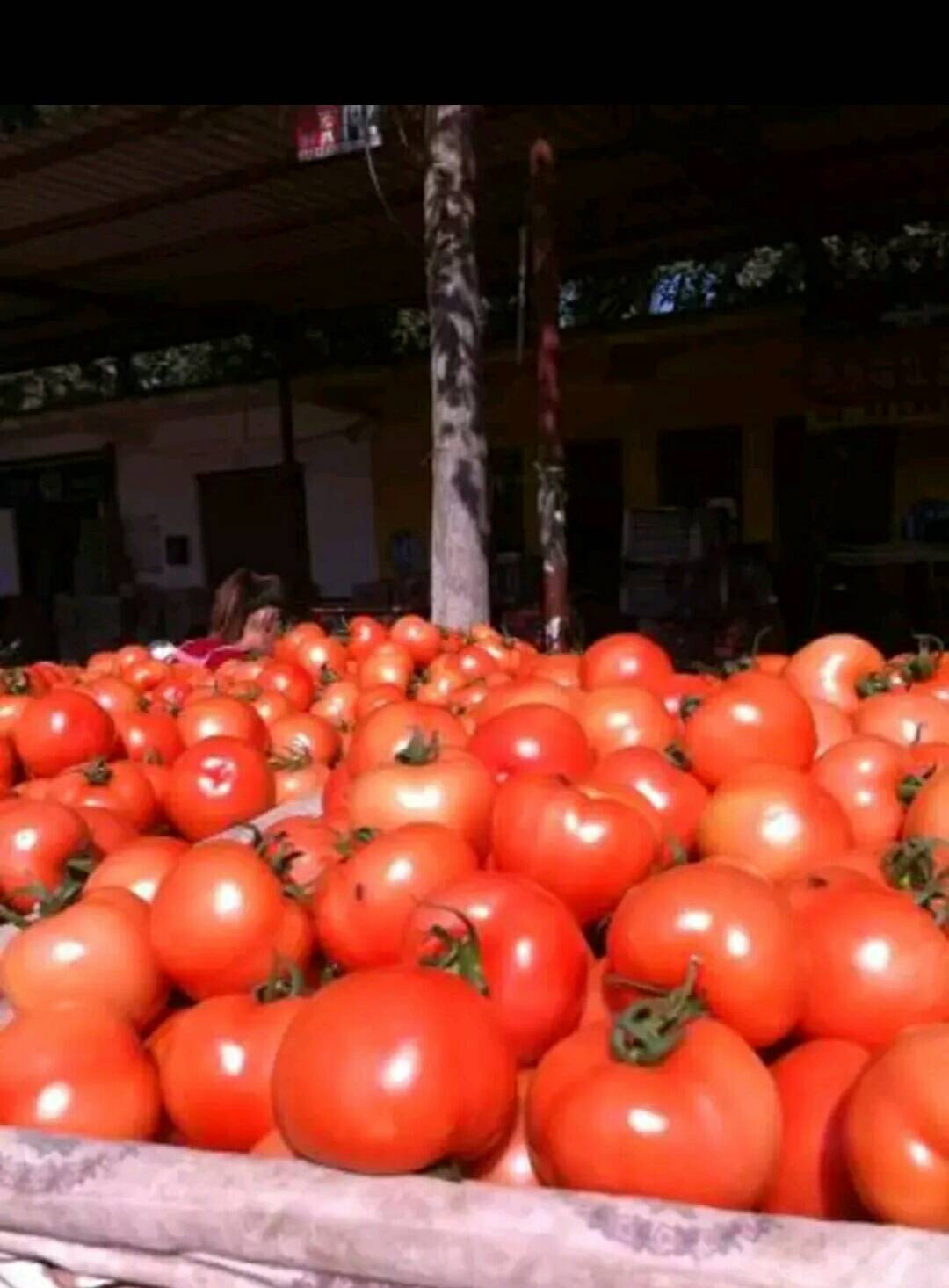    莘县西红柿现在已大量下来了，欢迎新老客户前来收购。...