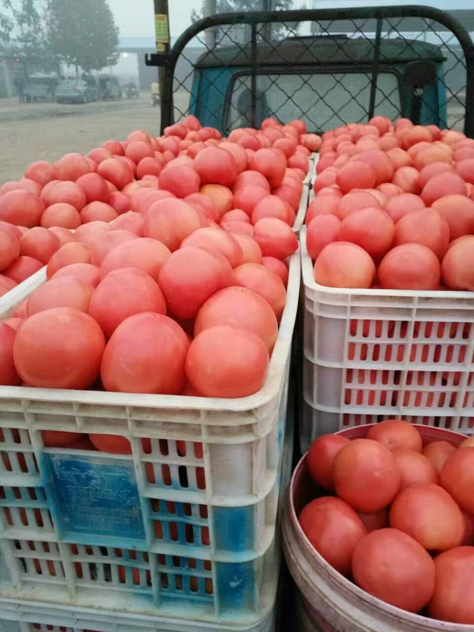 西红柿大量供应中需要的客户联系我15666739027