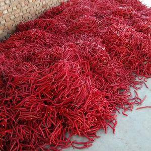 忻州市北京红辣椒基地20多万亩鲜红辣椒大量上市，品种有：...