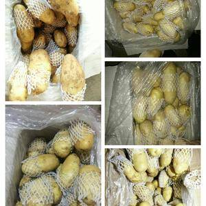 山东肥城冷库土豆，现大量出库中，个大均匀，颜色亮黄，包装...
