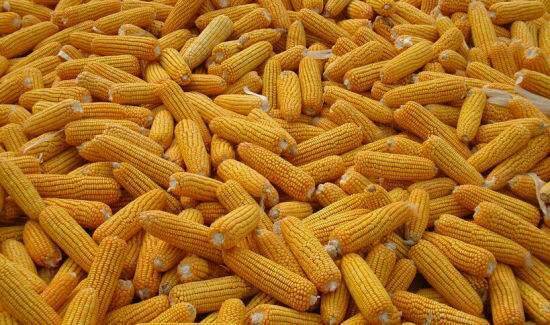 宁夏玉米开始上市，有需要的可以和我联系电话15509544111