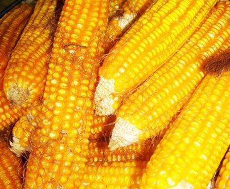 宁夏玉米开始上市，有需要的可以和我联系电话15509544111