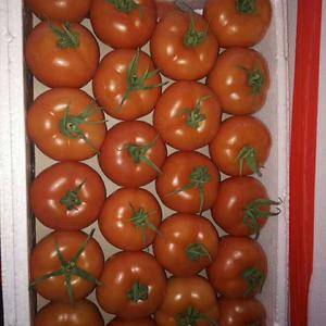 聊城大红西红柿大量上市，上货量大，质量好，耐运输，欢迎前...