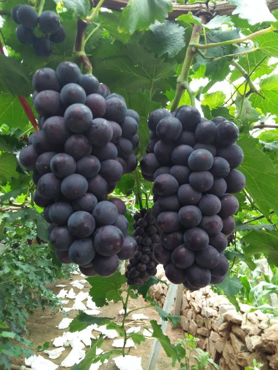 辽宁北镇巨峰葡萄大量上市1.5左右，有想收葡萄的和我联系...