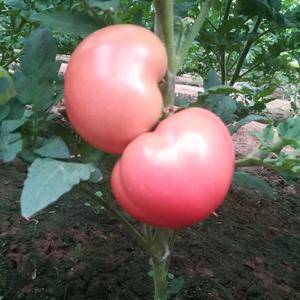 西红柿上市了欢迎选购量大质量好耐运输1386438489...