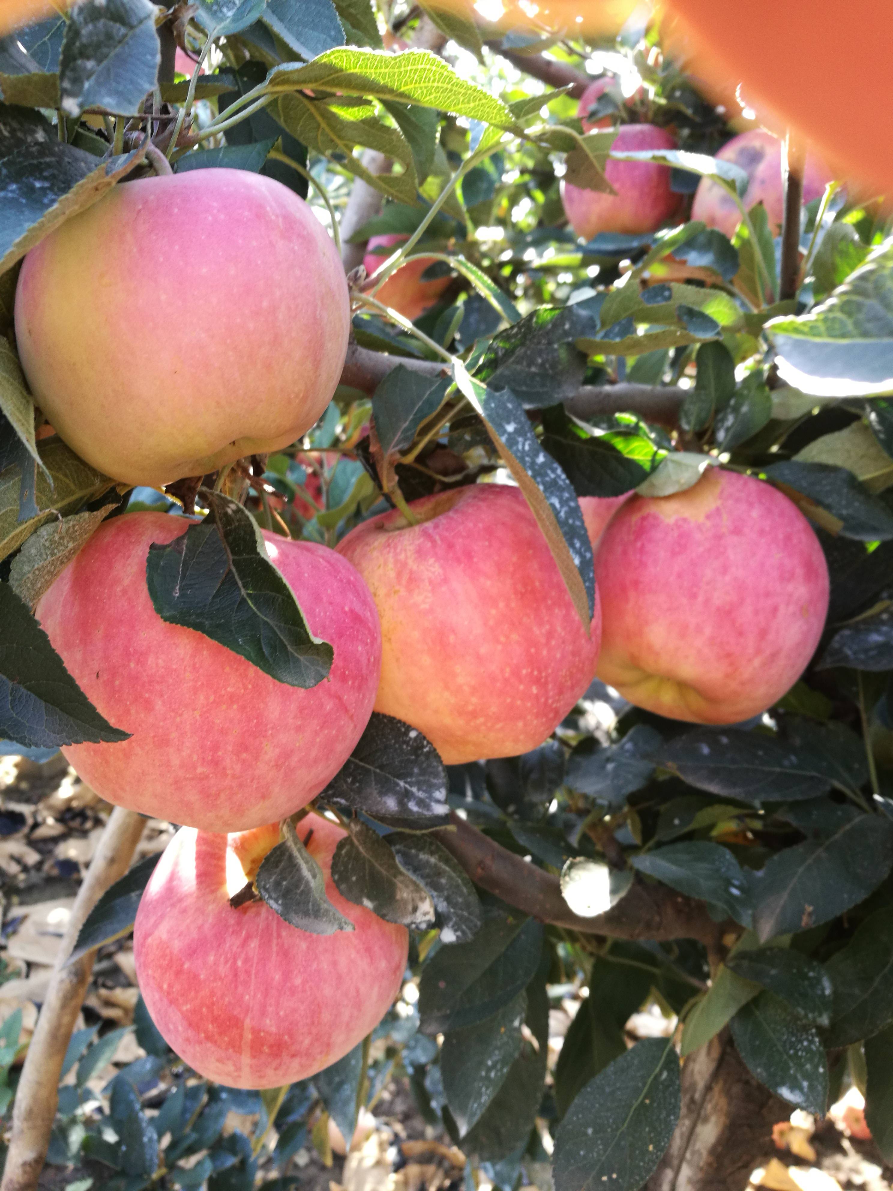 山东苹果产地红星大量上市，价格便宜，质量最好的