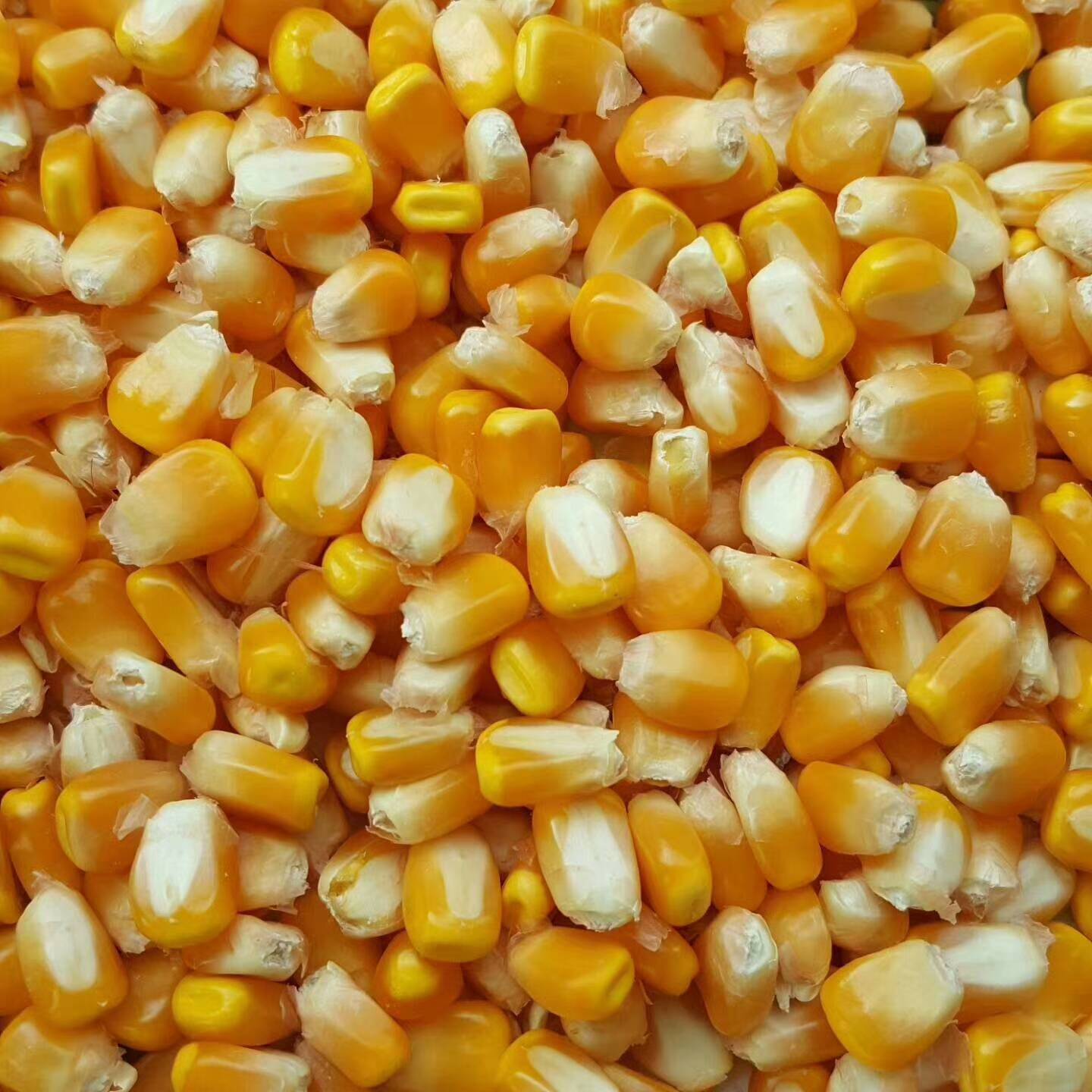 玉米开始上市了籽粒保满，容重高，霉变少，需要的电话联系15668858112